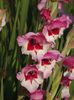 2015_gladiole_20