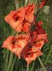 2015_gladiole_22