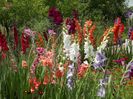 2015_gladiole_31