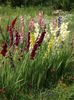 2015_gladiole_32
