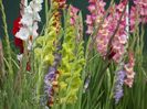 2015_gladiole_33