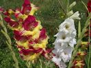 2015_gladiole_35