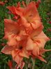 2015_gladiole_37