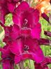 2015_gladiole_38
