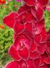 2015_gladiole_40