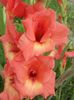 2015_gladiole_43