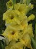 2015_gladiole_45