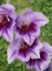 2015_gladiole_46