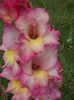 2015_gladiole_47