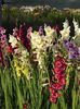 2015_gladiole_49