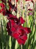 2015_gladiole_51