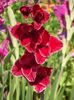 2015_gladiole_56