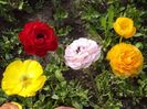2015_ranunculus_5