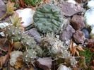 Opuntia fragilis 1