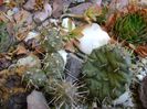 Opuntia fragilis 1