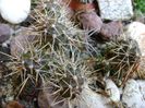 Opuntia fragilis 2