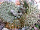 Opuntia phaeacantha