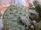 Opuntia phaeacantha