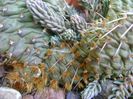 Opuntia phaeacantha