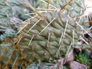 Opuntia phaeacantha