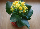 Kalanchoe blossfeldiana Poelln 1934.
