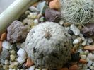 Turbinicarpus valdezianus, MM 96 Tecolotes, Zac., boboci