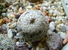 Turbinicarpus valdezianus, MM 96 Tecolotes, Zac., boboci