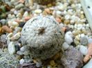 Turbinicarpus valdezianus, MM 96 Tecolotes, Zac., boboci