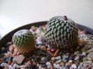 Turbinicarpus pseudopectinatus v. rubriflorus & Turbinicarpus pseudopectinatus
