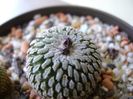 Turbinicarpus pseudopectinatus