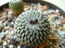 Turbinicarpus pseudopectinatus