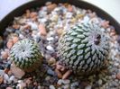 Turbinicarpus pseudopectinatus v. rubriflorus, MZ 736 Dr Arroyo, NL & Turbinicarpus pseudopectinatus