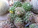 Mammillaria polythele cv. Stachellos & Mammillaria polythele ssp. obconella