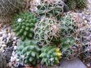 Mammillaria polythele cv. Stachellos & Mammillaria polythele ssp. obconella