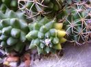 Mammillaria polythele cv. Stachellos & Mammillaria polythele ssp. obconella