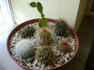 Grup de 7 cactusi