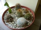 Grup de 7 cactusi