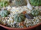 Astrophytum asterias hb. (3 exemplare)