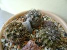 Grup de 3 cactusi