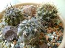 Acanthocalycium glaucum