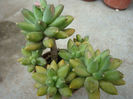 Pachyphytum compactum J.N.Rose 1911.