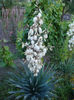 Yucca flaccida Haworth 1819.
