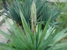 Yucca gloriosa var. recurvifolia (Salisb.) Engelm.187