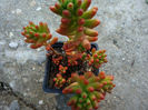 Sedum rubrotinctum R.T. Clausen 1948.