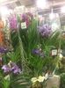 Vanda 5.01.2018