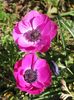 2014_anemone_1