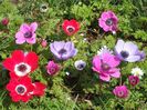 2014_anemone_12