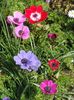 2014_anemone_14