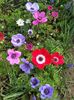 2014_anemone_16