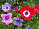 2014_anemone_17